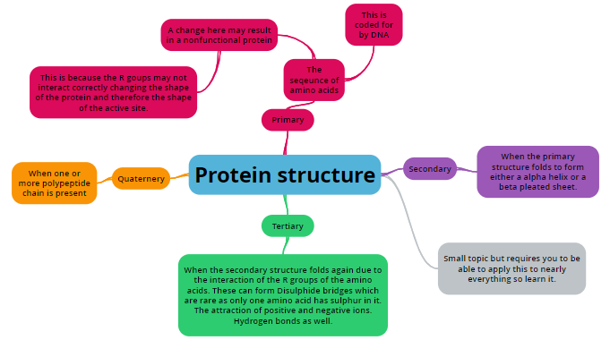 Protein Synthesis Example 02 